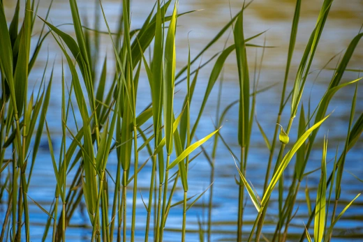 Spikelets vokser på baggrund af vand